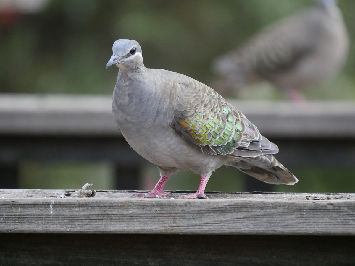 Common Bronzewing - ML95308351