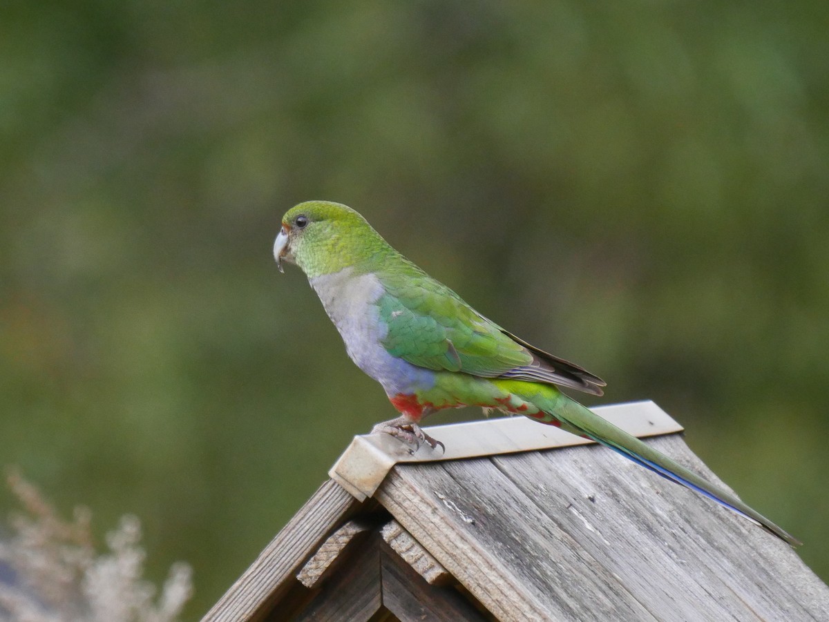 Red-capped Parrot - ML95308381