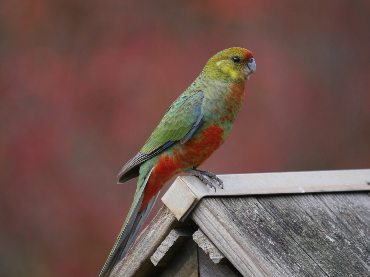 gulkinnrosella - ML95308701