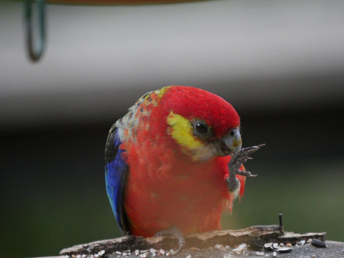 Western Rosella - ML95308821