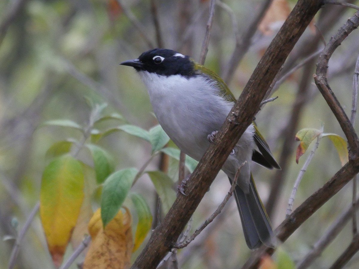 Gilbert's Honeyeater - ML95308971