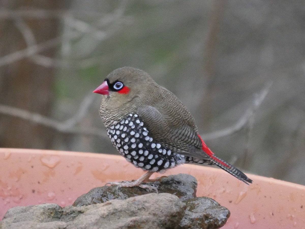 Red-eared Firetail - ML95309001