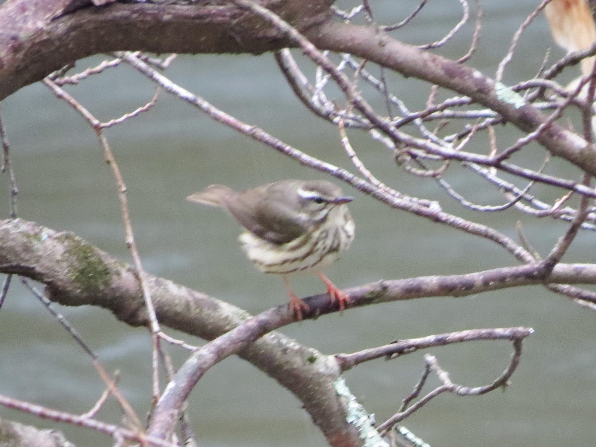 Louisiana Waterthrush - ML95310801