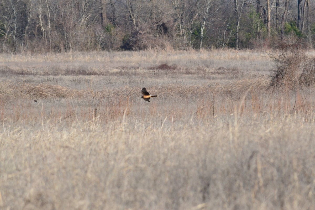 Northern Harrier - ML95310891