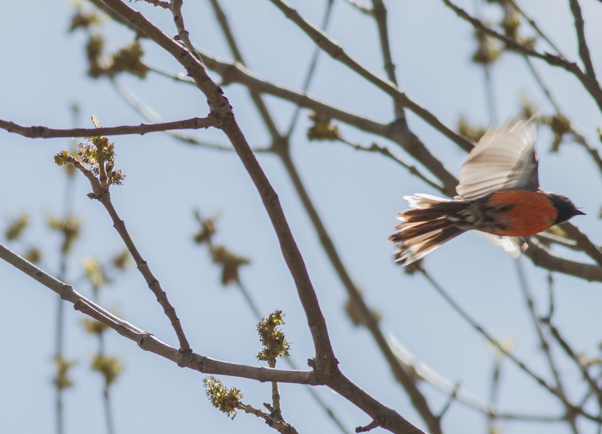 Slate-throated Redstart - Nick Pulcinella