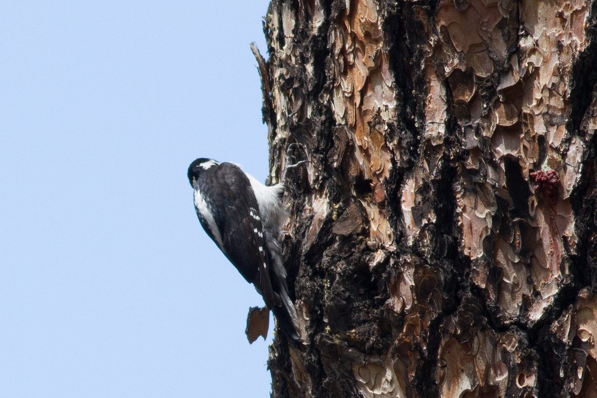 Hairy Woodpecker - ML95311131