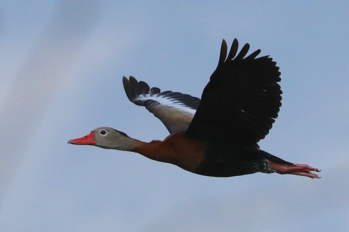 Dendrocygne à ventre noir - ML95313721