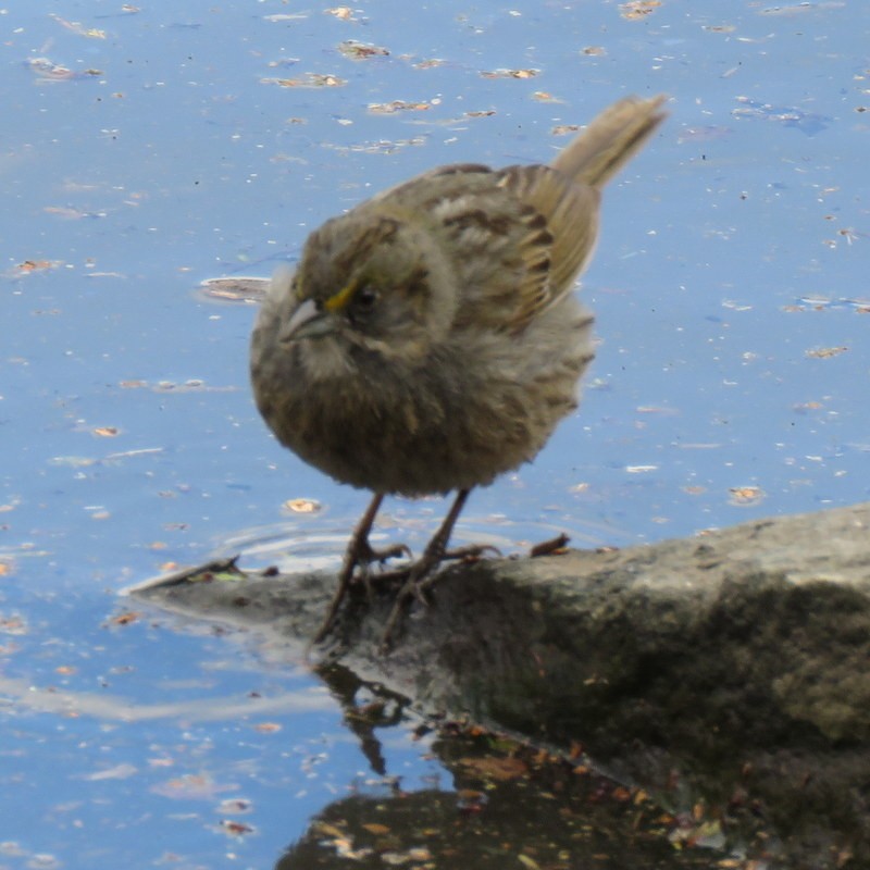 Seaside Sparrow - ML95318291