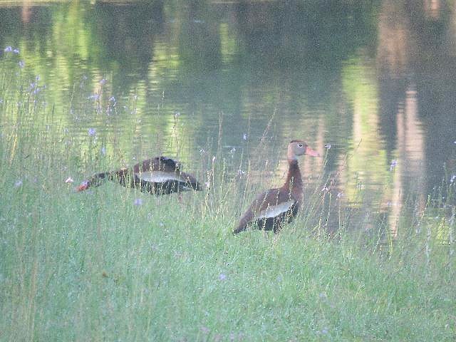 Black-bellied Whistling-Duck - Roy E. Peterson