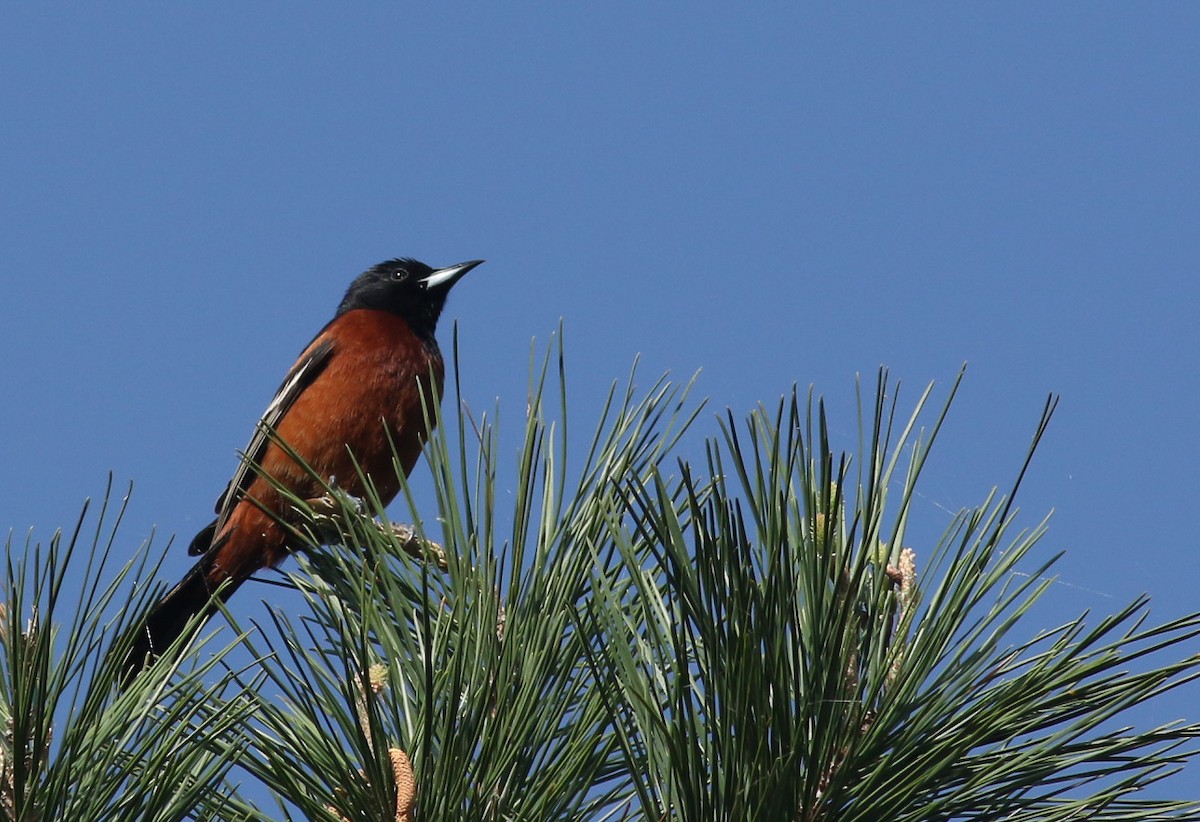 Orchard Oriole - ML95320001