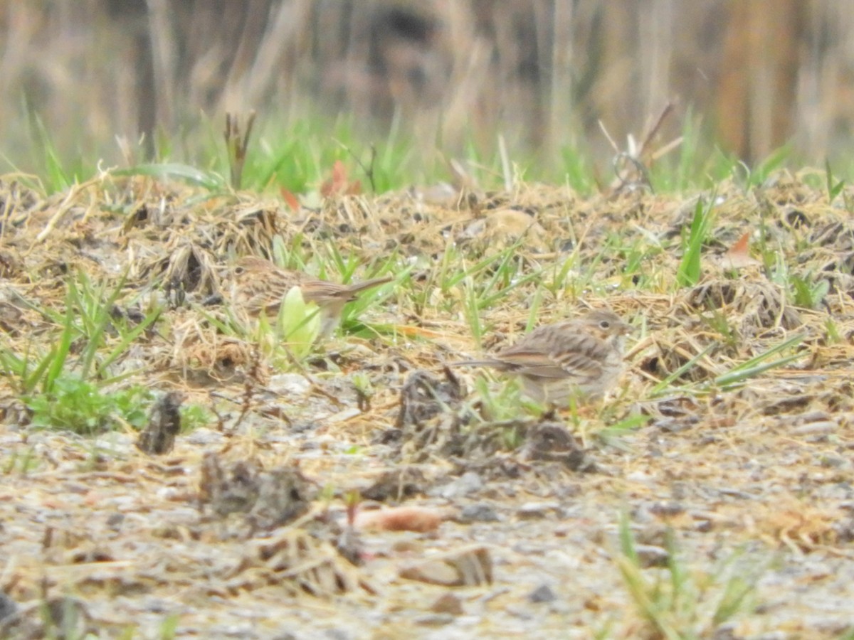 Vesper Sparrow - ML95320131