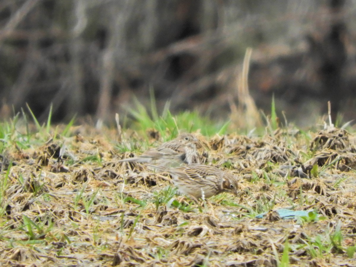 Vesper Sparrow - ML95320141