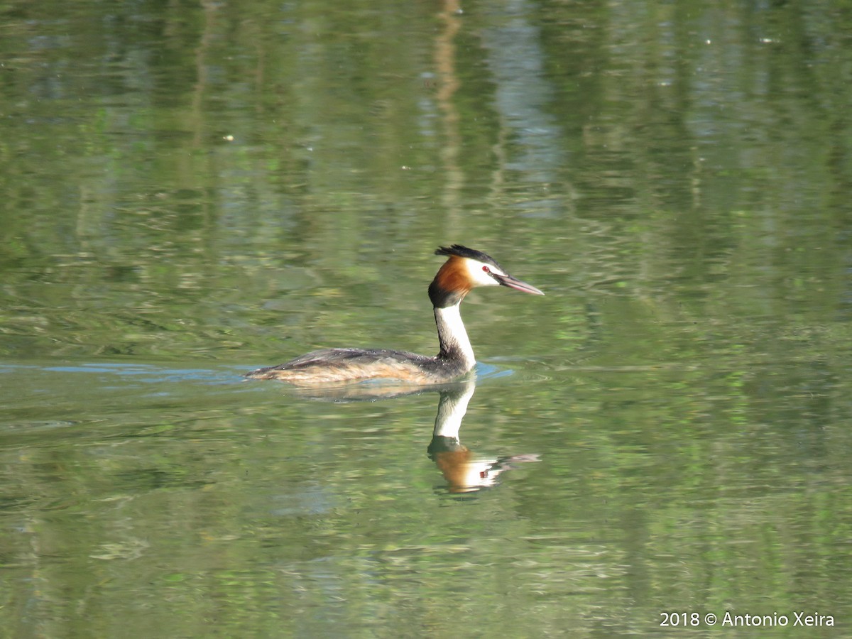 Great Crested Grebe - ML95323401