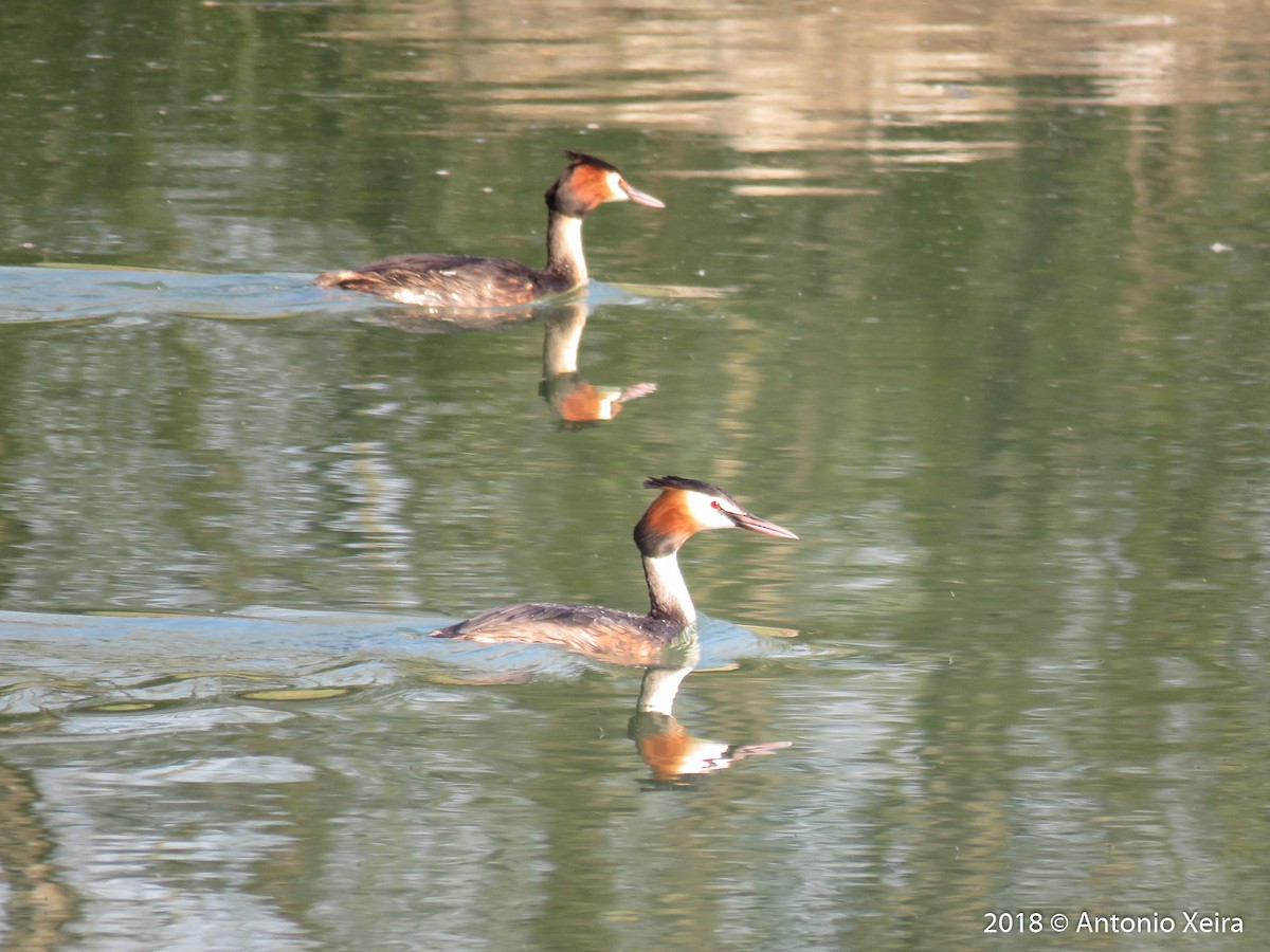 Great Crested Grebe - ML95323411