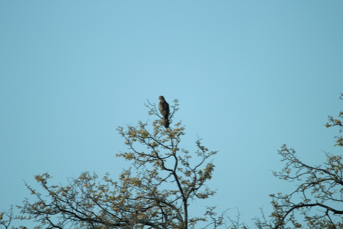 White-eyed Buzzard - ML95323521