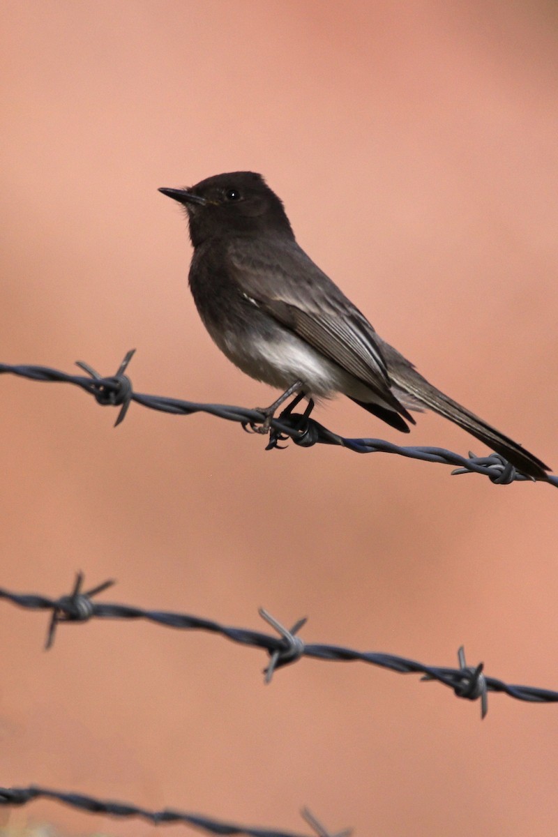 Black Phoebe - ML95323781