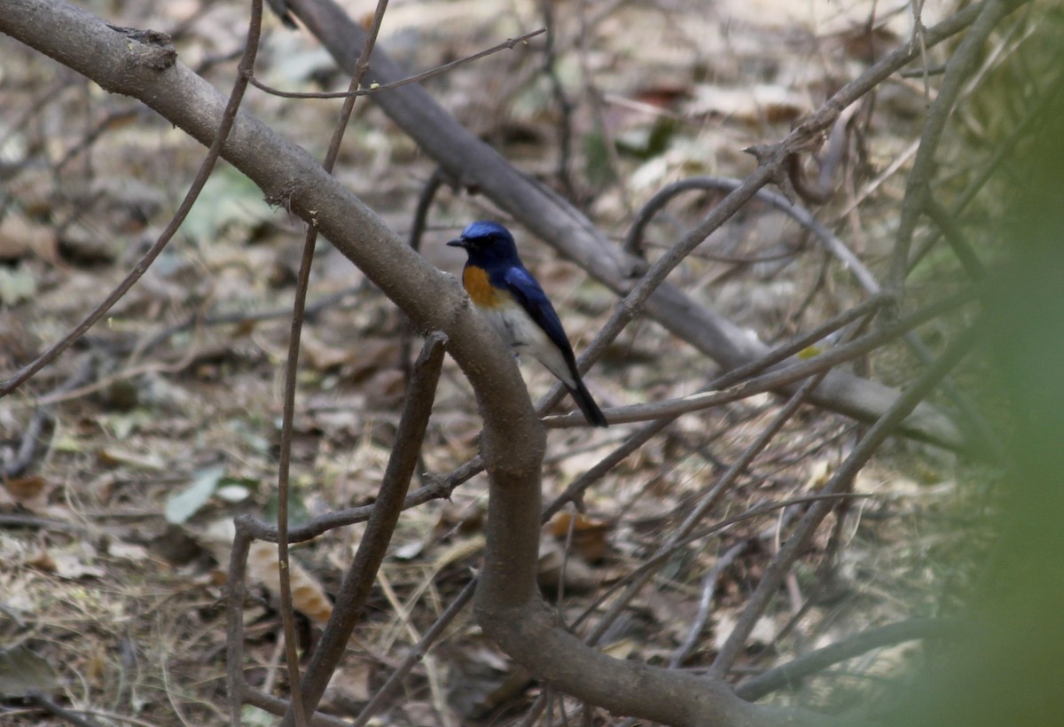 Papamoscas Gorjiazul - ML95324171