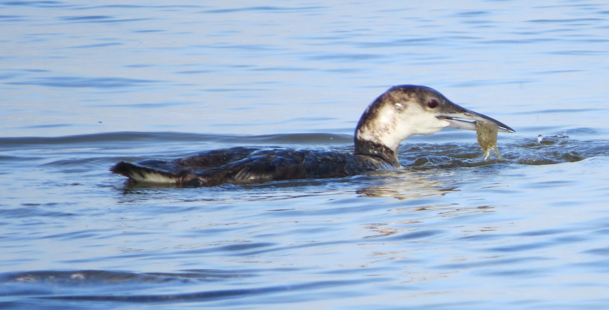 Common Loon - ML95324651