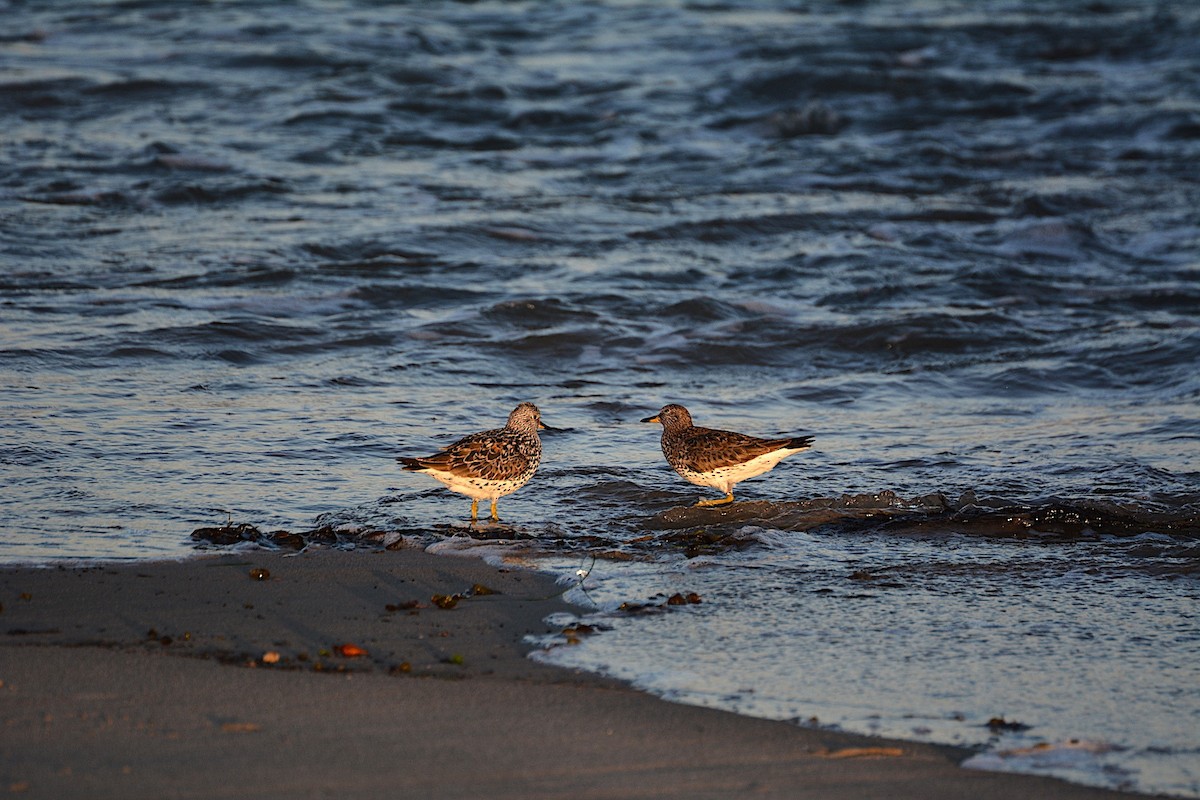 Surfbird - ML95325161