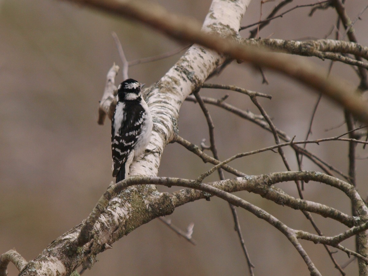 Downy Woodpecker - Bill Bunn