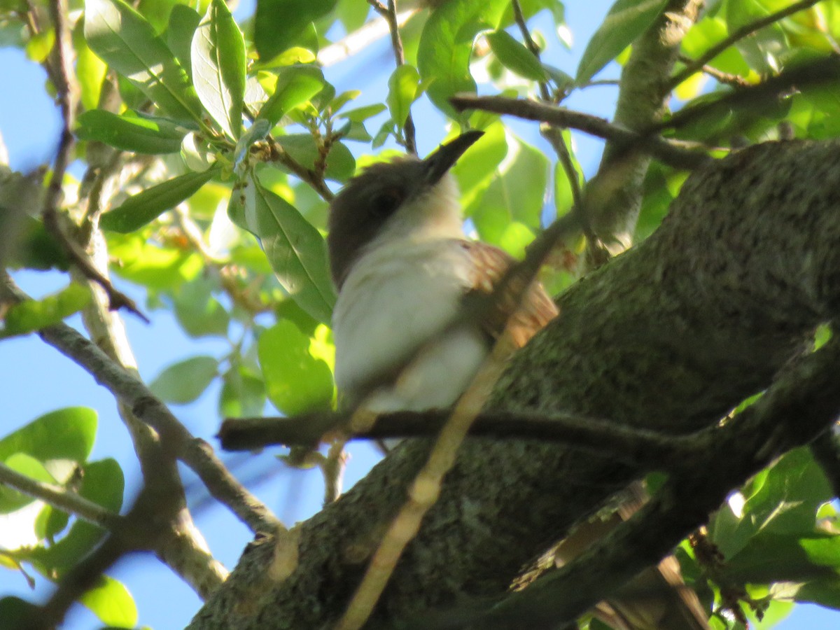 Black-billed Cuckoo - ML95326681