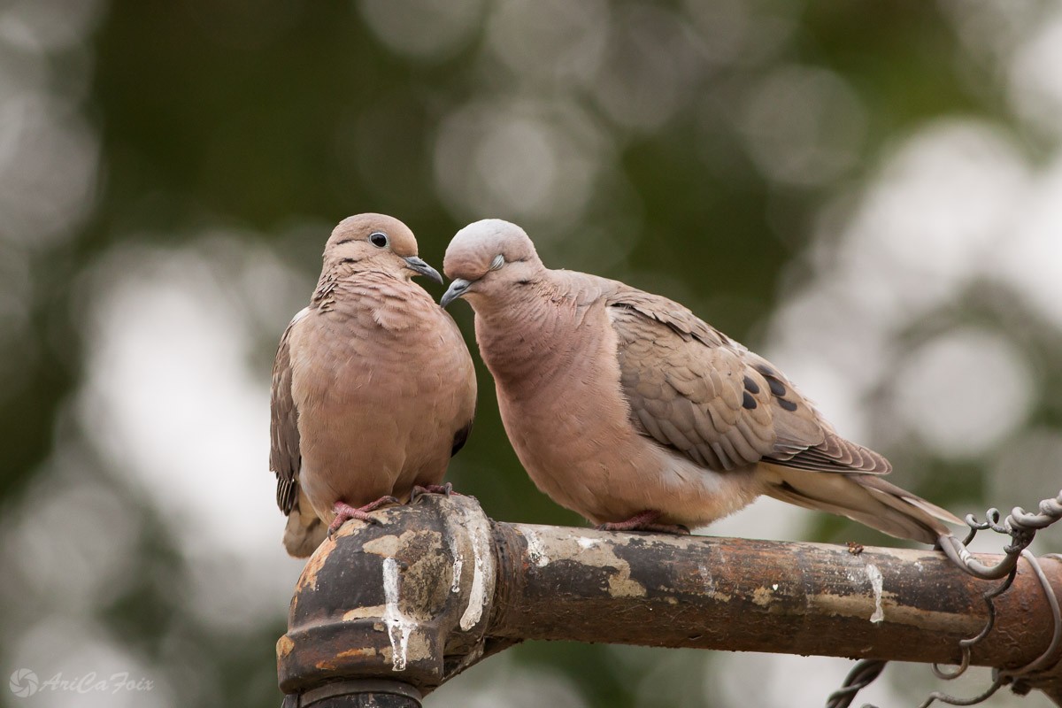 Eared Dove - ML95328151