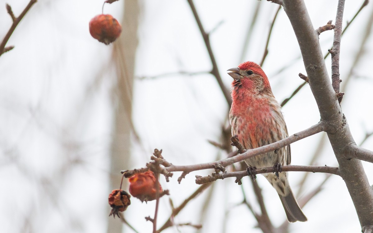 House Finch - ML95330201