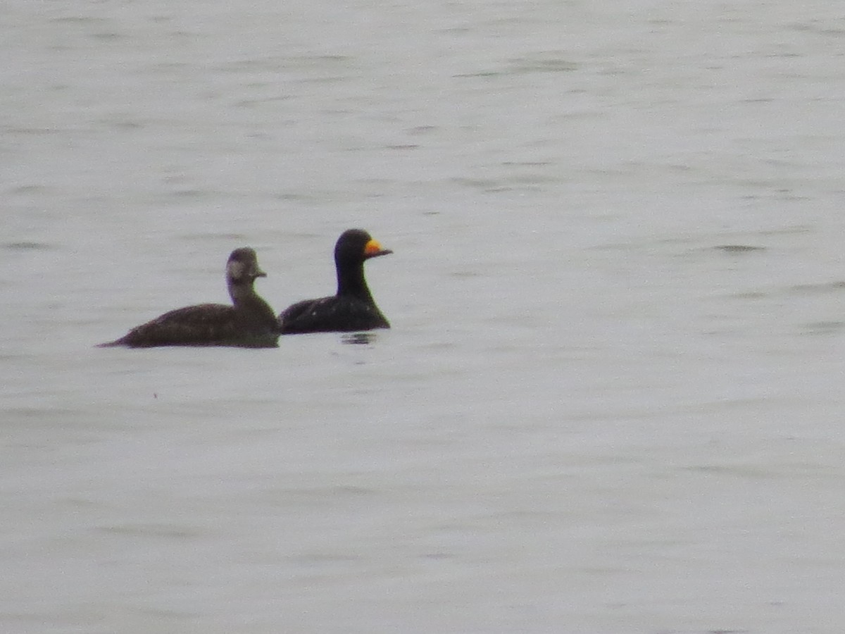 Black Scoter - ML95330251