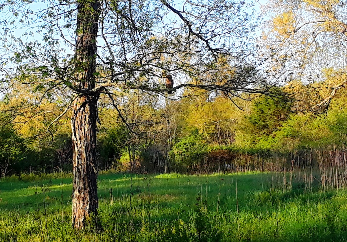 Barred Owl - ML95332371