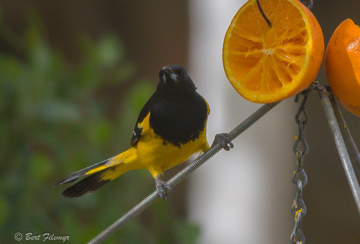 Scott's Oriole - ML95332591