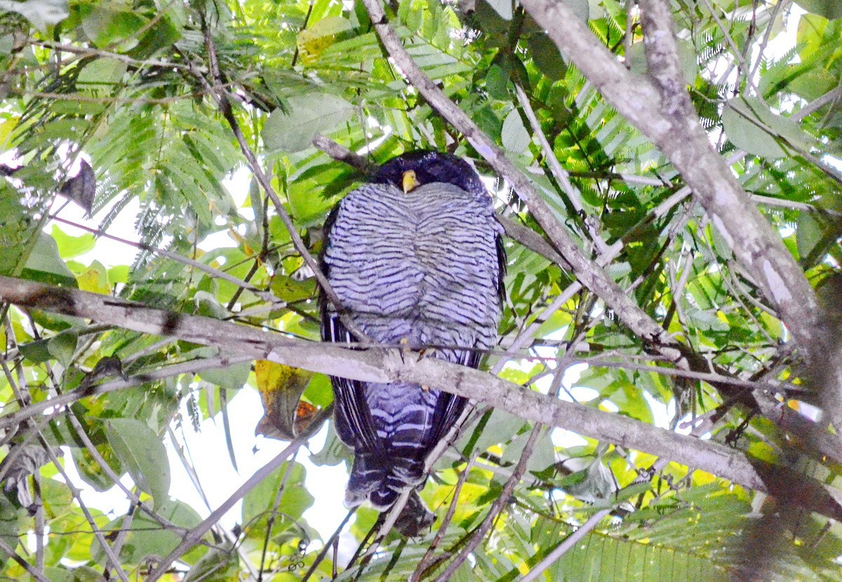 Black-and-white Owl - ML95333171