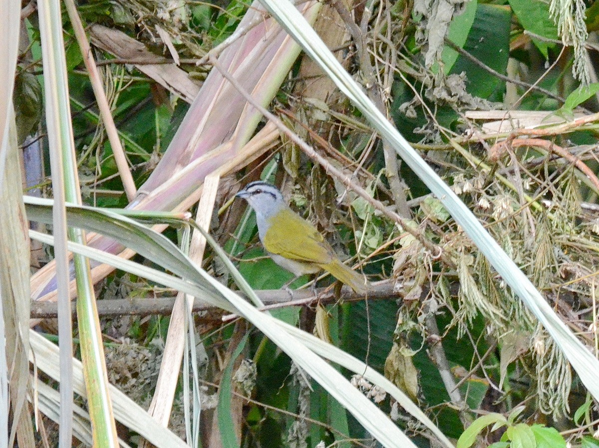 Black-striped Sparrow - ML95333281