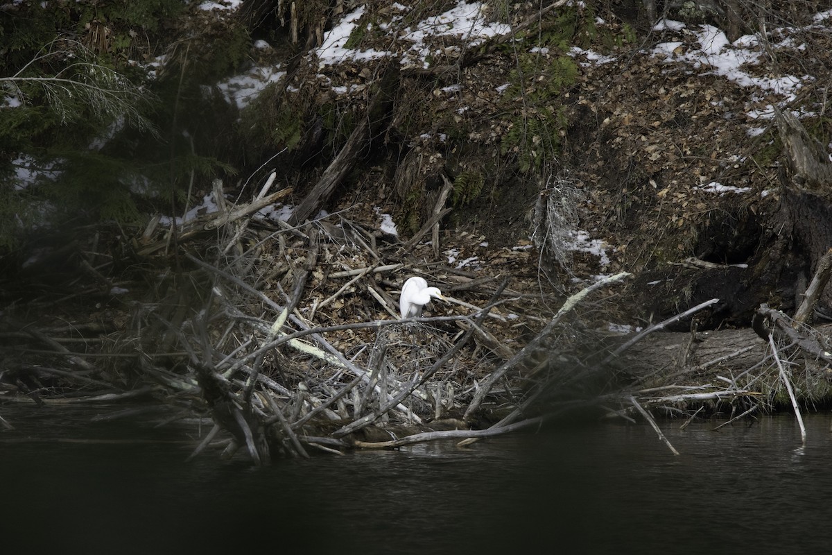 Great Egret - ML95333451