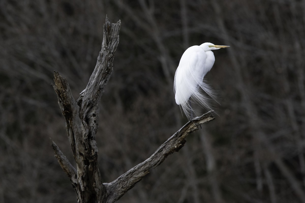 Great Egret - ML95333561