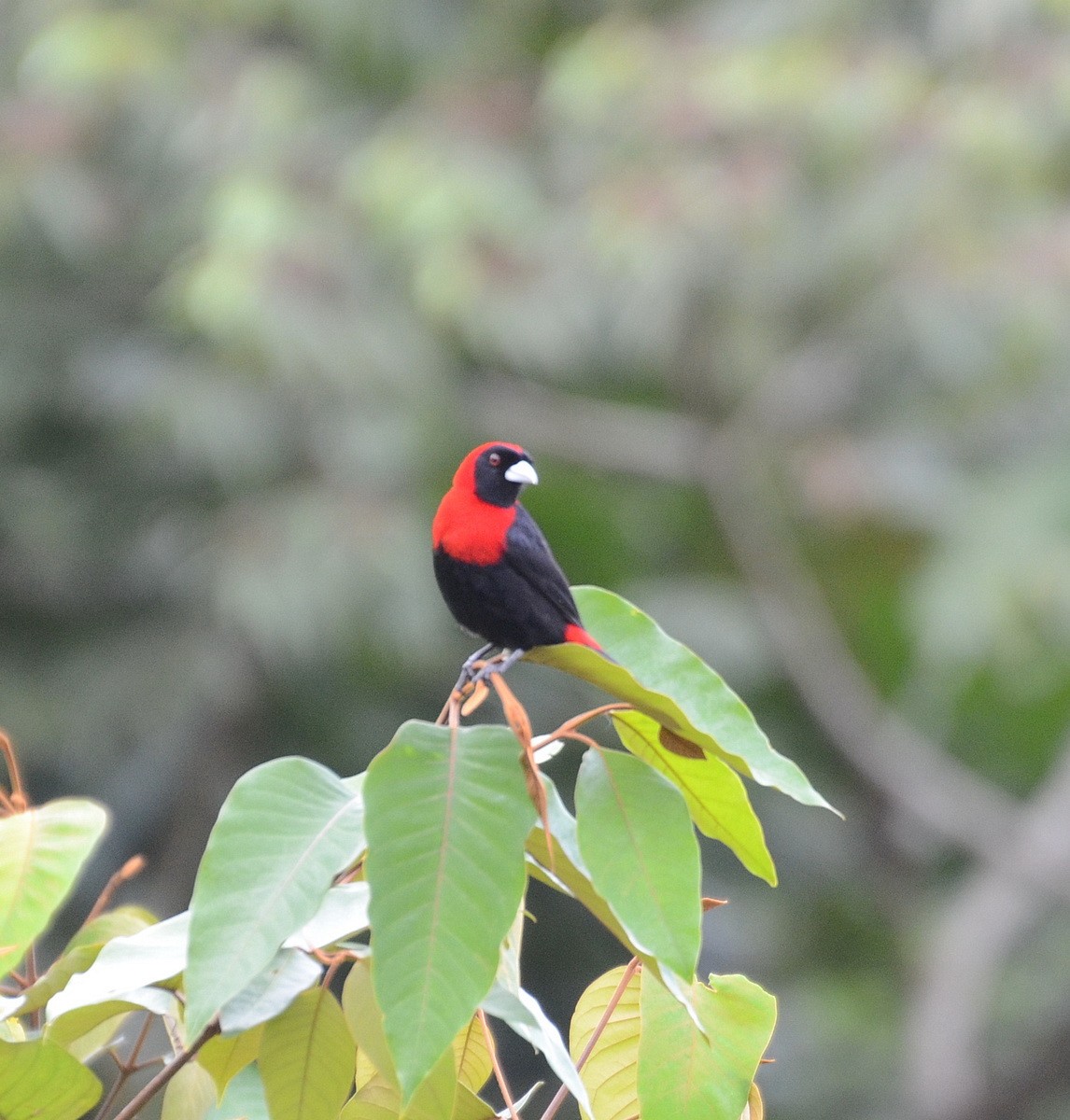 Crimson-collared Tanager - ML95333581