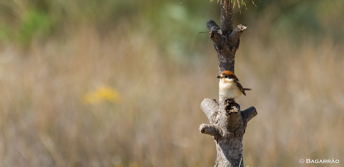 Woodchat Shrike - ML95334091