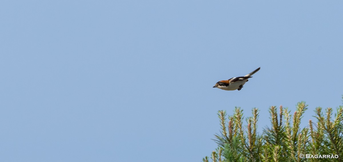 Woodchat Shrike - ML95334131
