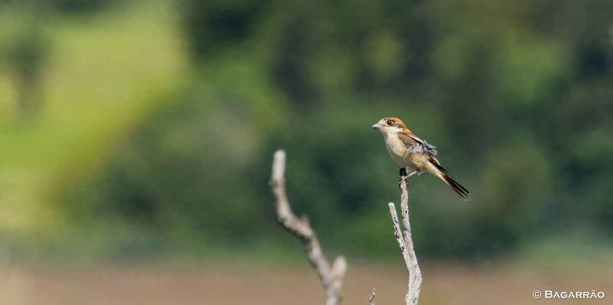 Woodchat Shrike - ML95334141