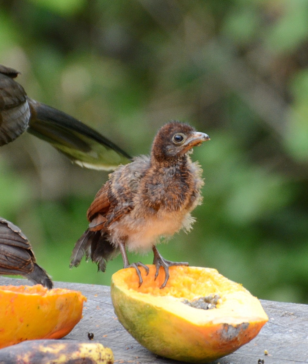 Chachalaca Cabecigrís - ML95334161