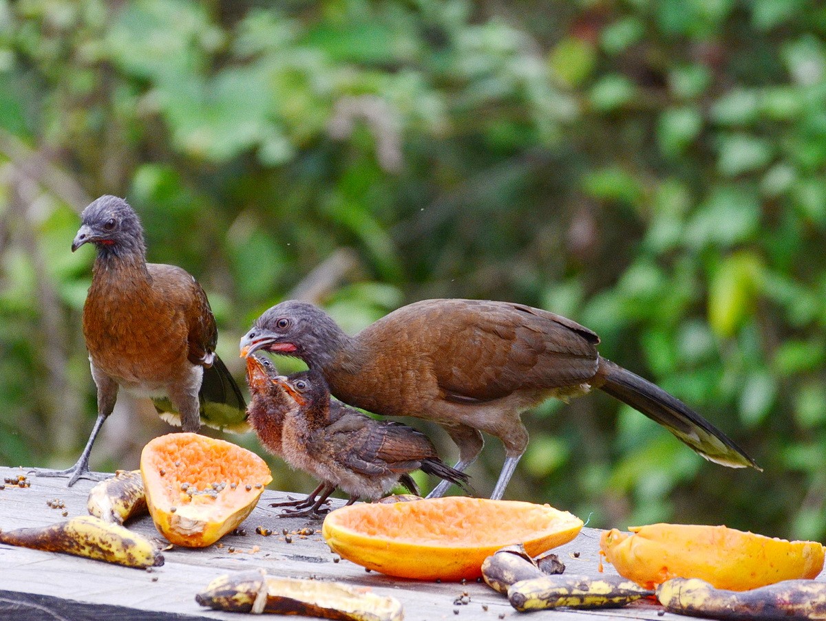 Chachalaca Cabecigrís - ML95334191