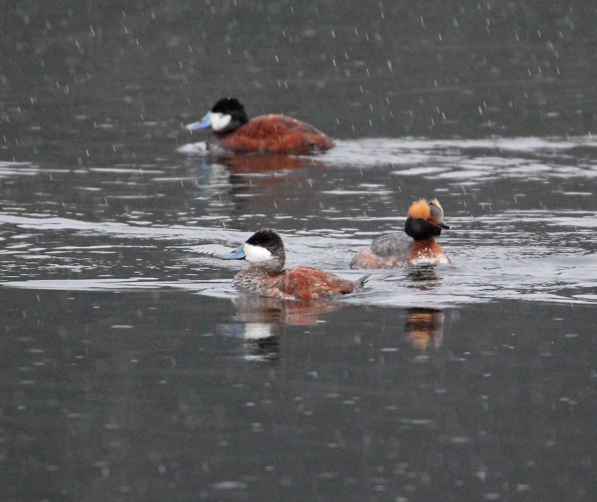 Ruddy Duck - ML95334521