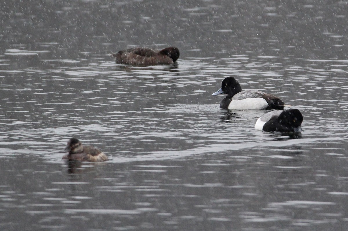 Greater Scaup - ML95334581