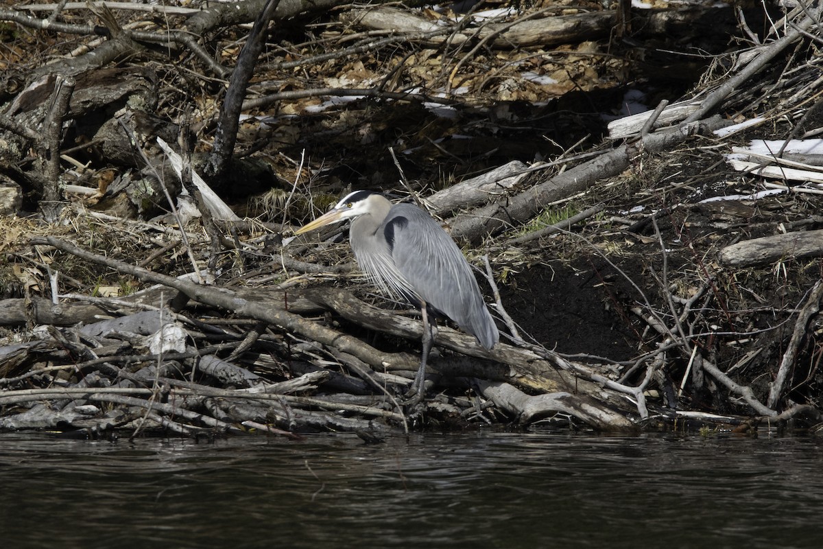 Great Blue Heron - ML95334651