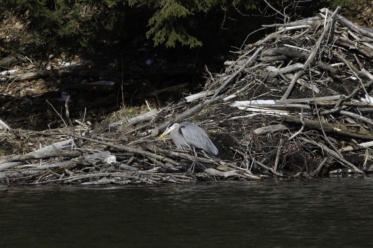 Great Blue Heron - Kent McFarland