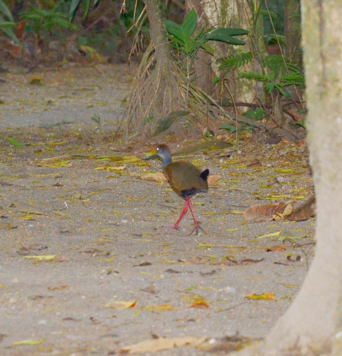 Russet-naped Wood-Rail - ML95335031