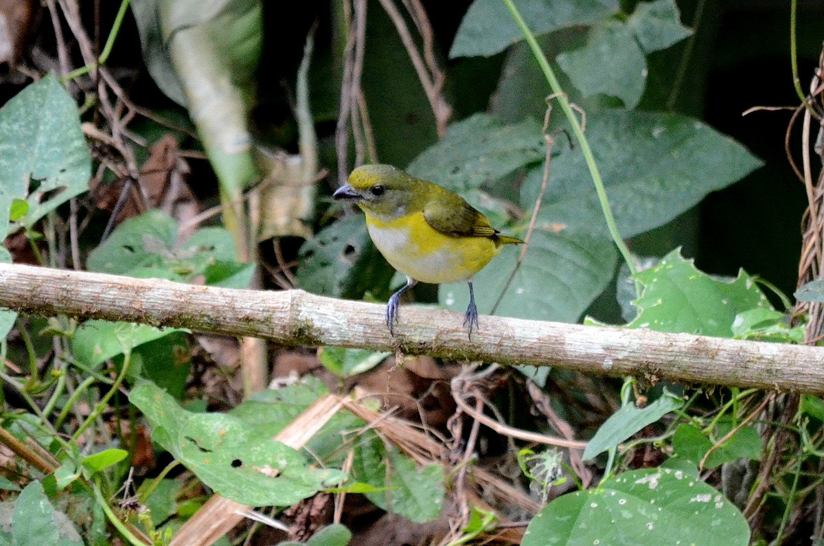 Yellow-throated Euphonia - ML95335131