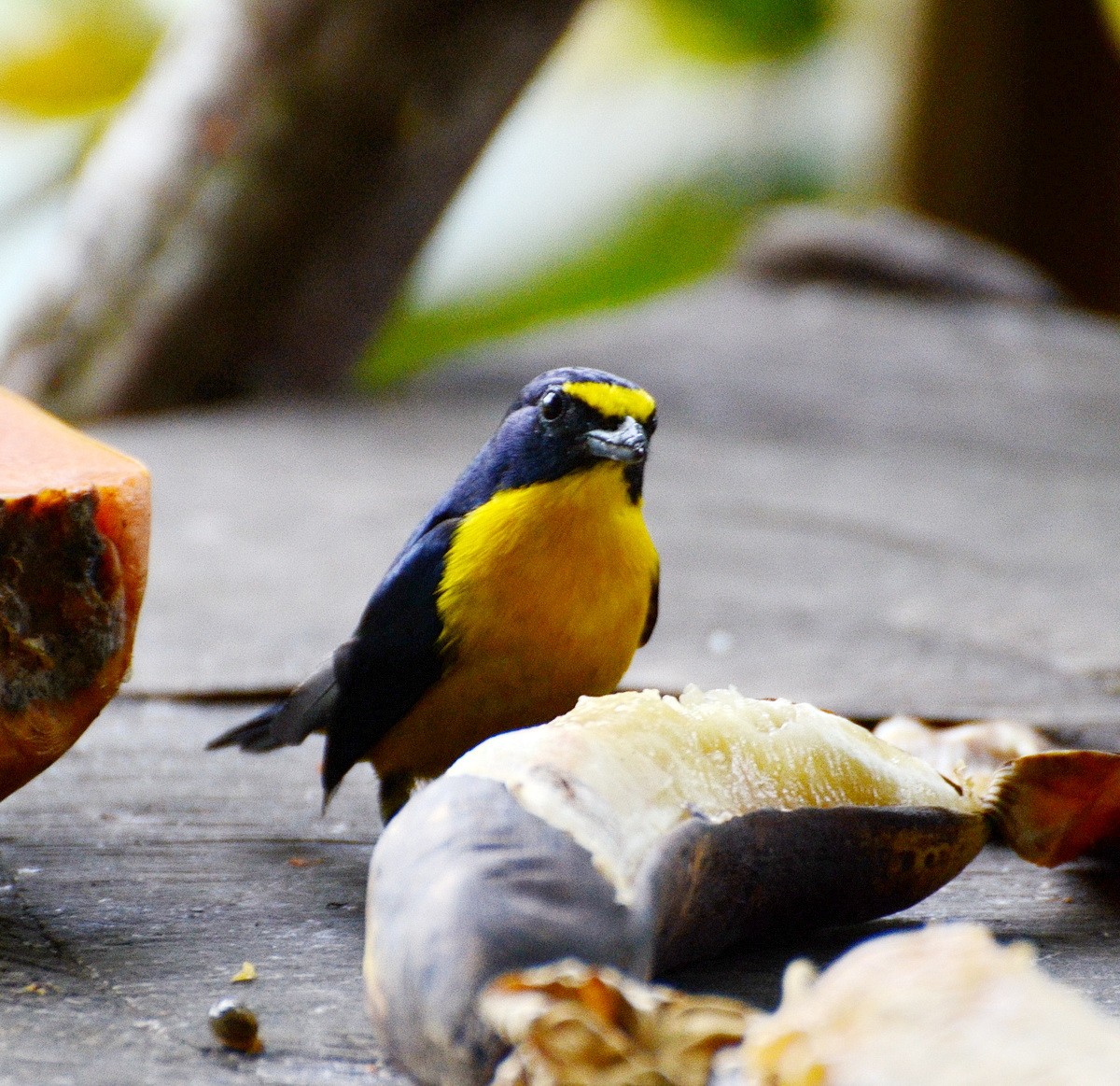 Yellow-throated Euphonia - ML95335191