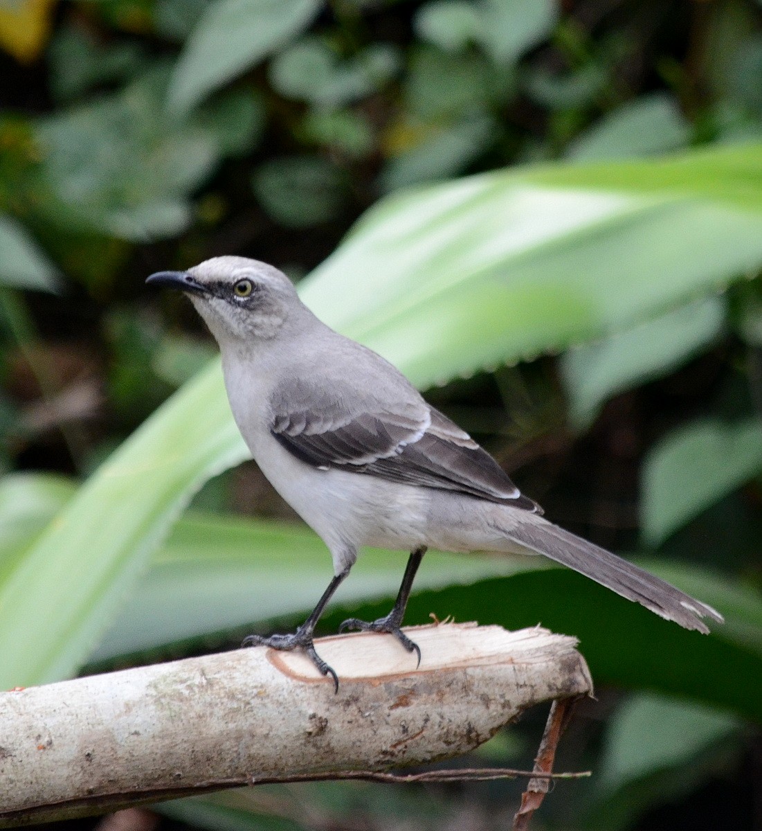 Tropical Mockingbird - ML95335441