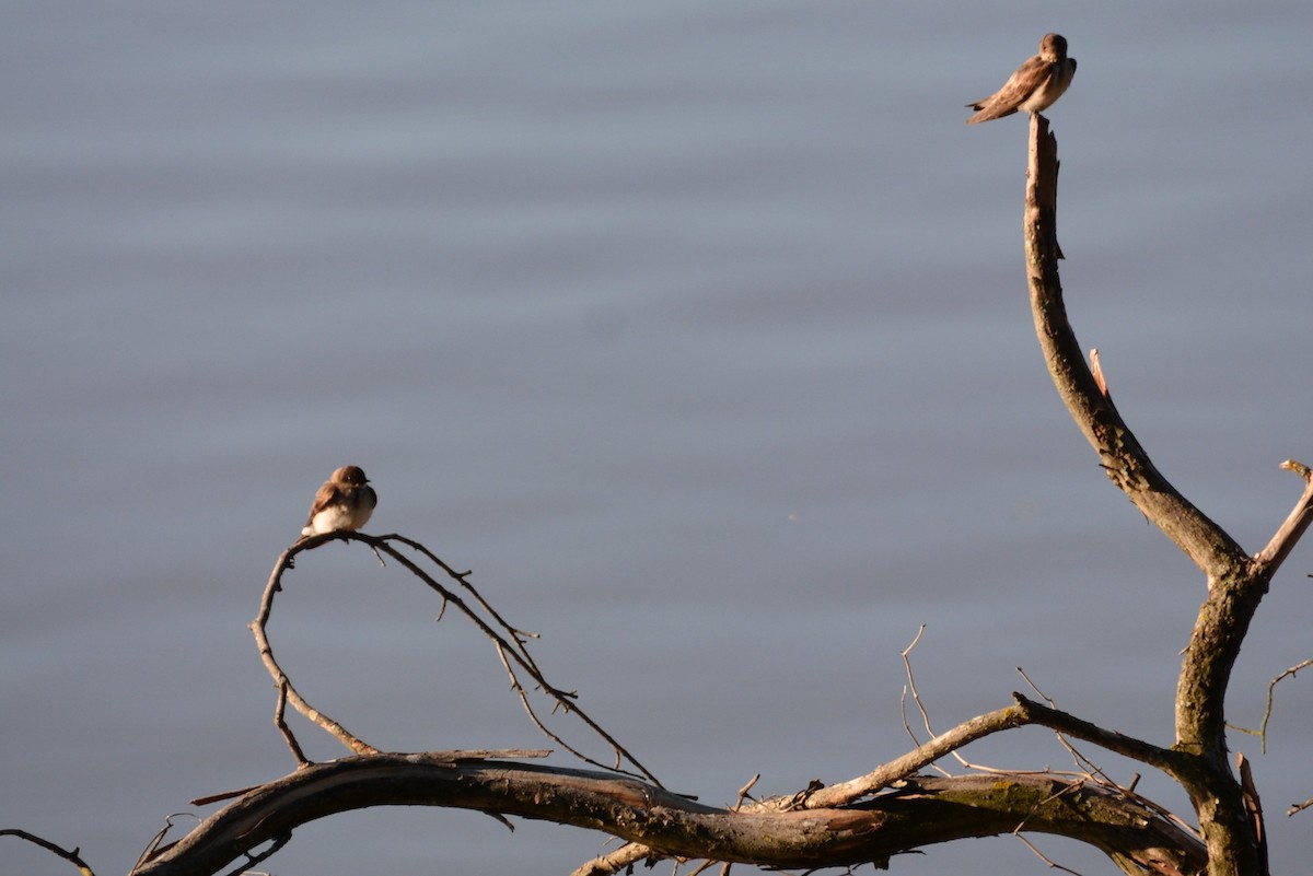 Golondrina Aserrada - ML95336981