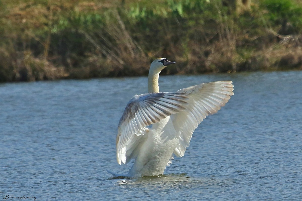 Mute Swan - ML95337061